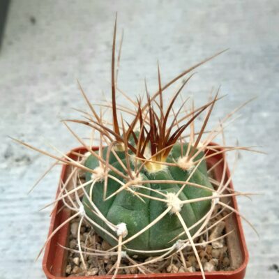 Gymnocalycium polycephalum