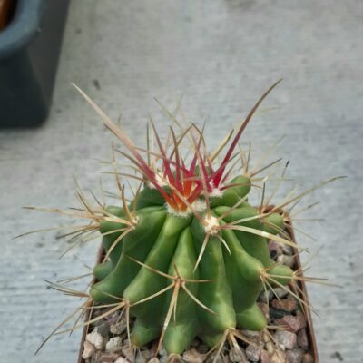 Ferocactus stainesii 'pilosus'
