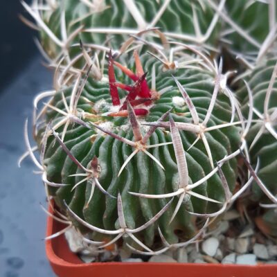 Echinofossulocactus tricuspidatus (Коehres)