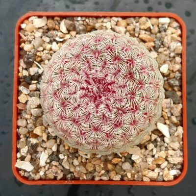 Echinocereus rigidissimus 'rubrispinus' Lau088