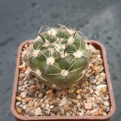 Neowerdermannia vorwerkii MS1096, Yavi-Santa Victoria, JUJ