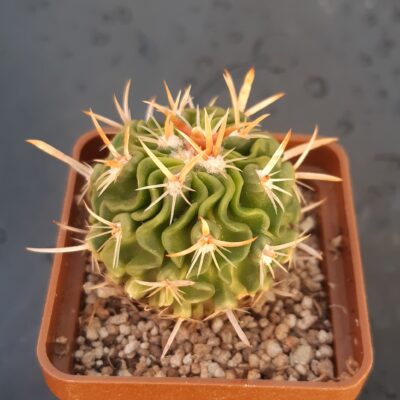 Echinofossulocactus kellerianus