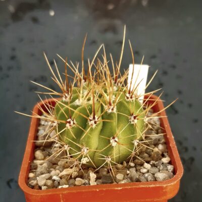 Acanthocalycium spiniflorum LB 311, Sierra Del Moro
