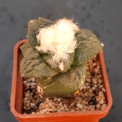 Ariocarpus fissuratus
