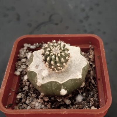 Geohintonia mexicana