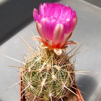 Thelocactus bicolor 'bolaensis'