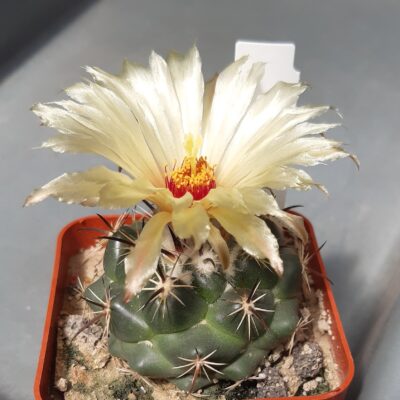 Coryphantha durangensis