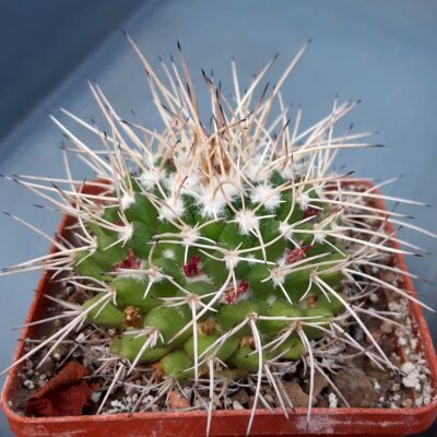 Mammillaria compressa