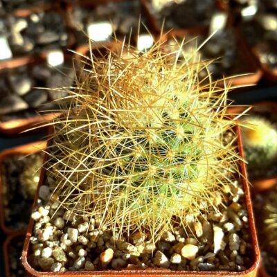Mammillaria pringlei