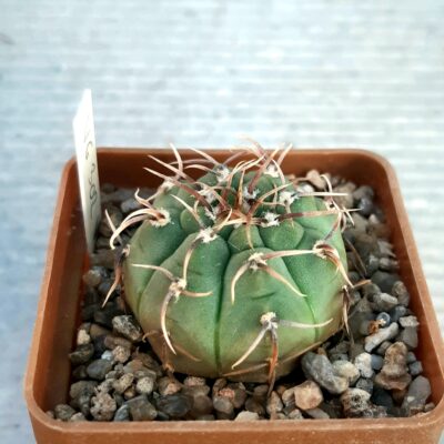 Gymnocalycium vatteri 'altautinense' VG 302, Altautina, Cordoba, Argentina 683m