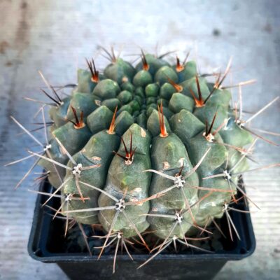 Gymnocalycium gibbosum 'nigrum'