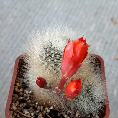 Aylostera albopilosa