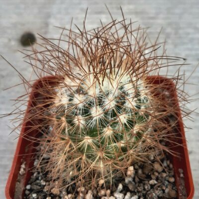 Mammillaria recoi 'leptacantha' (brown)