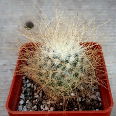 Mammillaria recoi 'leptacantha' (yellow)