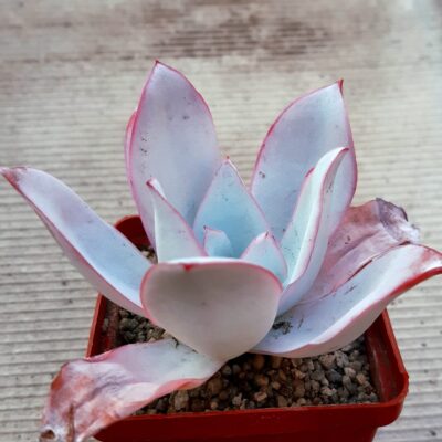 Echeveria cante