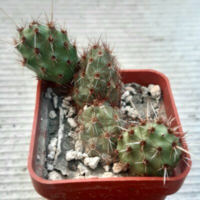 Maihueniopsis corrugata 'rubra'