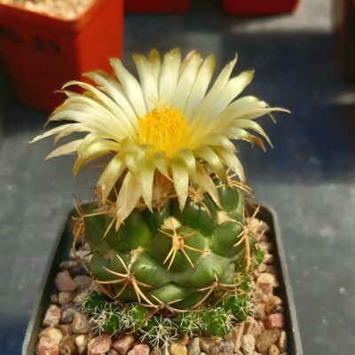 Coryphantha sulcolanata