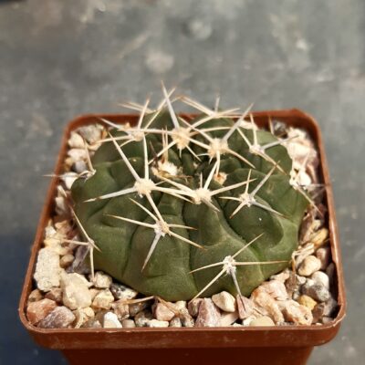 Gymnocalycium bicolor