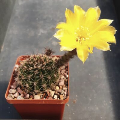 Lobivia auera