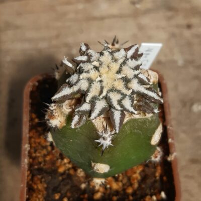 Ariocarpus kotchoubeyanus VM526 Lucida Blanco, Coach