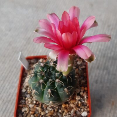 Gymnocalycium baldianum #5