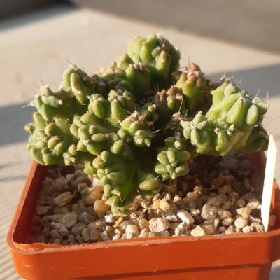 Myrtillocactus geometrizans monstrosa cristata