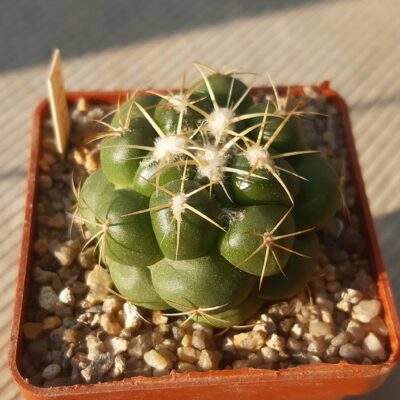 Coryphantha elephantidens