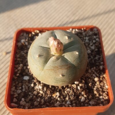 Lophophora williamsii