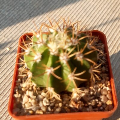 Melocactus matanzanus