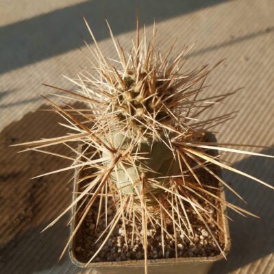 Tephrocactus bruchii DJF465 pale spined type (M.Kiesling MK1511)