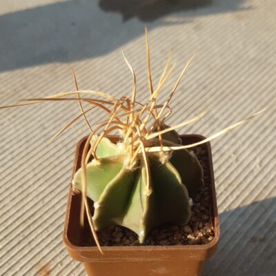 Astrophytum senile 'aureum' ferox
