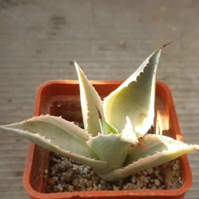 Agave potatorum 'Blue Winds'