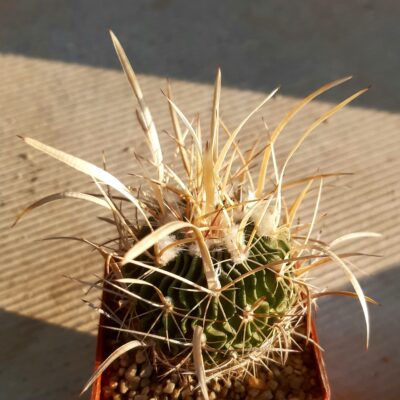 Echinofossulocactus lloydii
