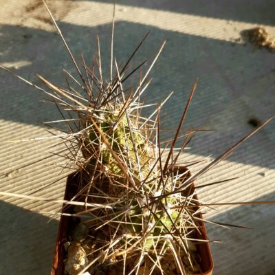 Echinocereus enneacanthus f.dubius SB676 Presidio County Tx