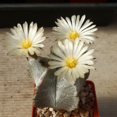 Astrophytum myriostigma 'tulense' PP455