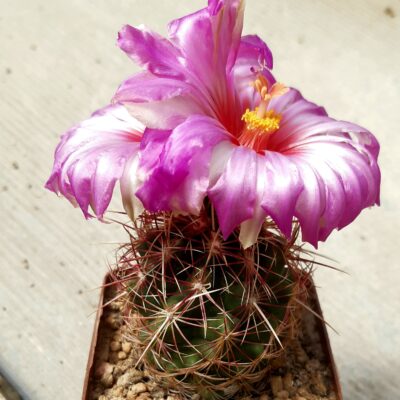 Thelocactus bicolor 'texensis'