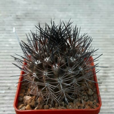 Neochilenia taltalensis Esmeralda, Taltal