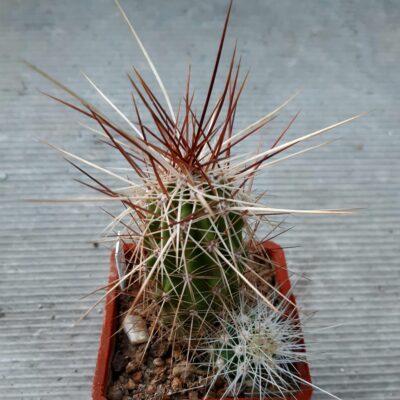 Echinocereus stramineus 'occidentalis' PP1563 Cerro Bola Coach