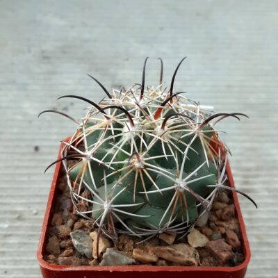 Coryphantha spec. CSD304 Km 109, Route 120 Pena Blanca Qro