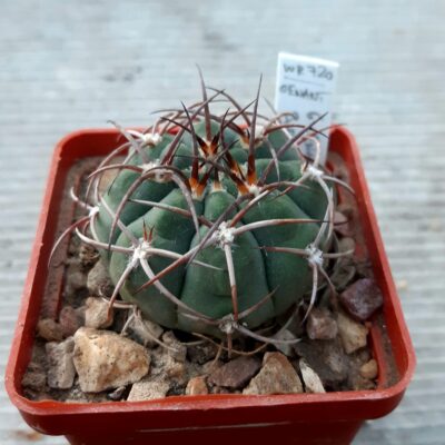 Gymnocalycium oenanthemum WR720 Buenos Aires to La Rioja