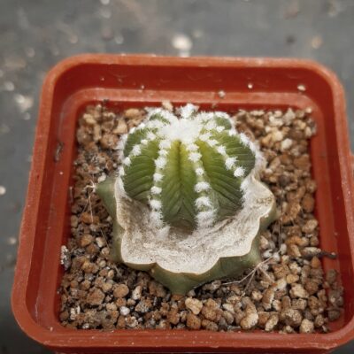 Aztekium hintonii LH442 Galeana, NL