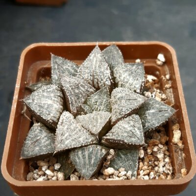 Haworthia wimii selection