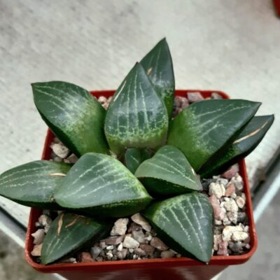 Haworthia comptoniana Japan clone