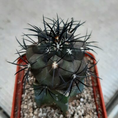 Copiapoa griseoviolacea JN1273, Hacienda Nicolasa