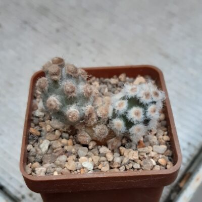 Tephrocactus molinensis