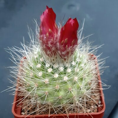 Parodia penicilata 'nivosa'