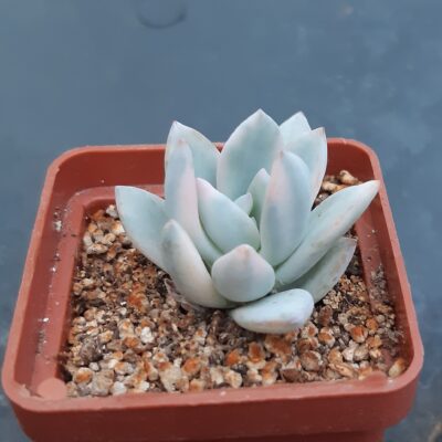 Pachyveria ‘Powder Puff’ variegated