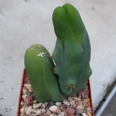 Trichocereus bridgesi monstrosa