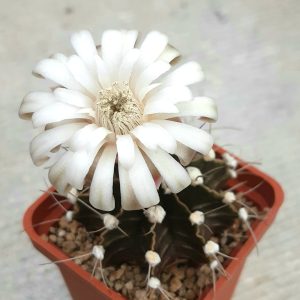 Gymnocalycium stenopleurum P435 Americo Picco, Nueva Asuncion, Paraguay