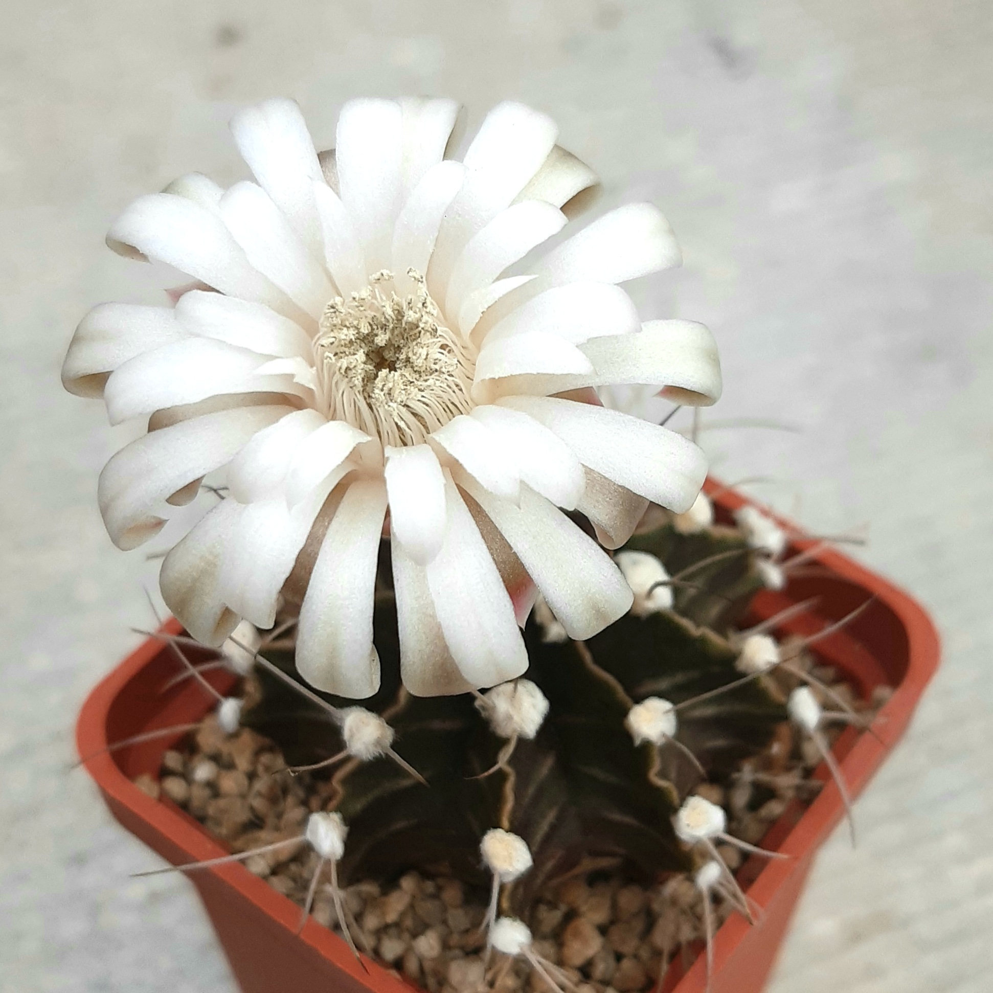 Gymnocalycium stenopleurum P435 Americo Picco, Nueva Asuncion, Paraguay